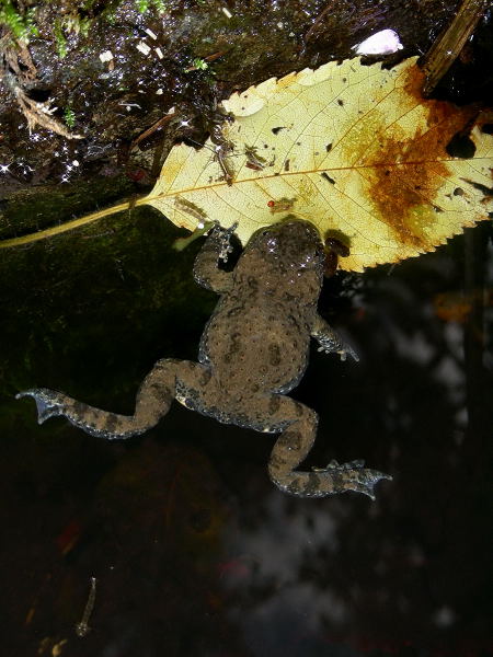 Bombina pachypus